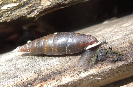 Glatte Schließmundschnecke (Cochlodina laminata) - © Anton Koschuh